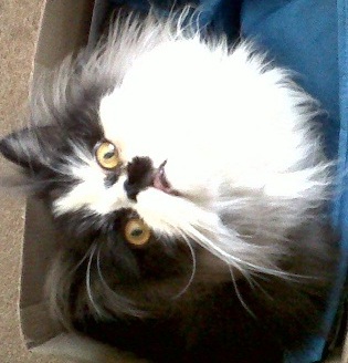 Black Bi-colour Persian Cat named XERXES